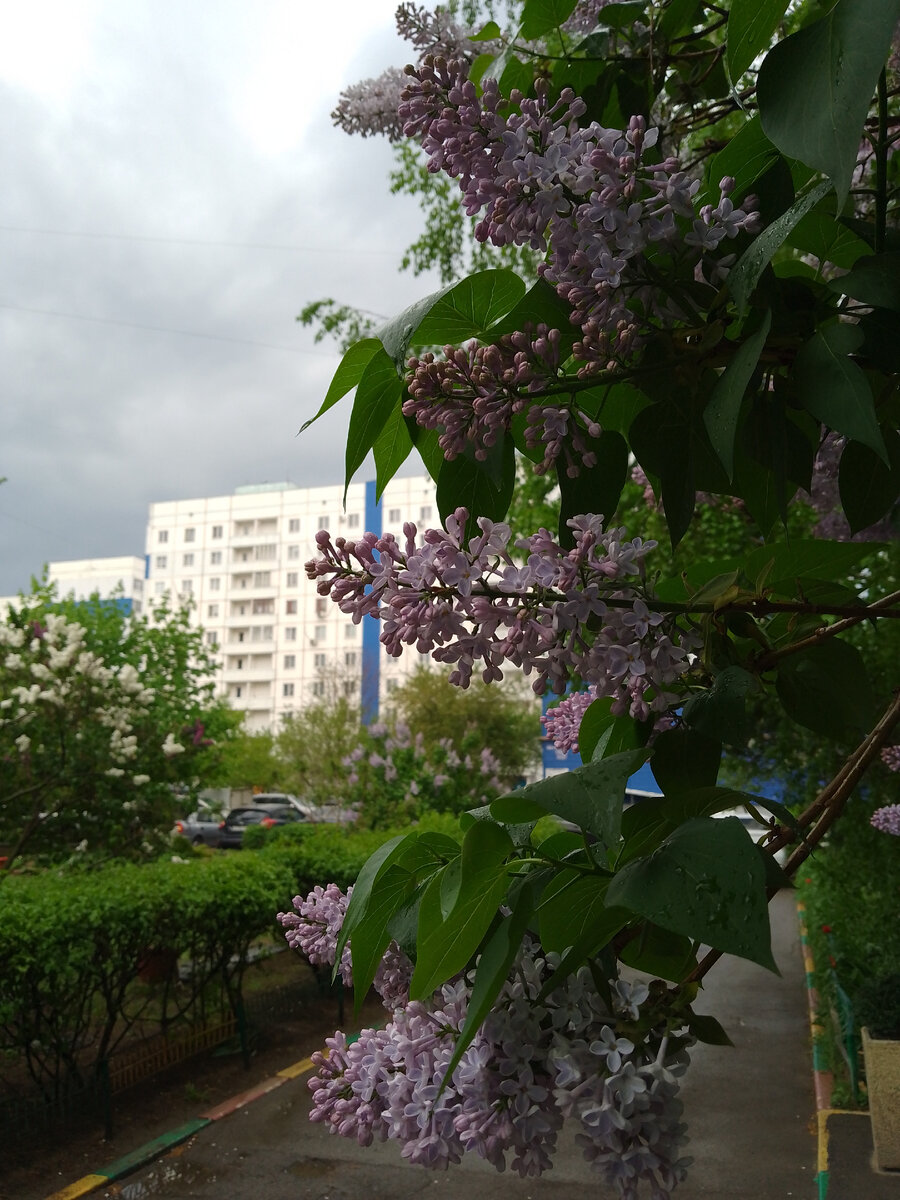 После грозы