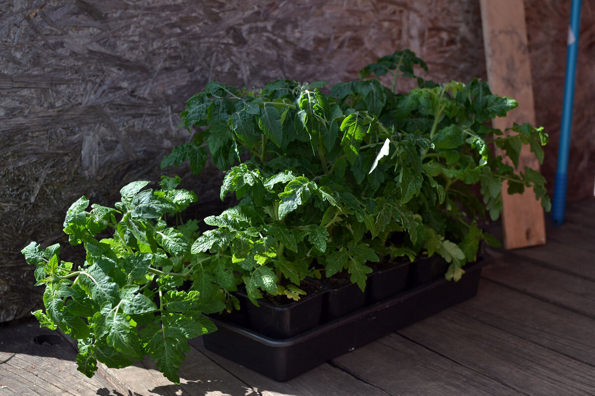 Балконное чудо перед посадкой