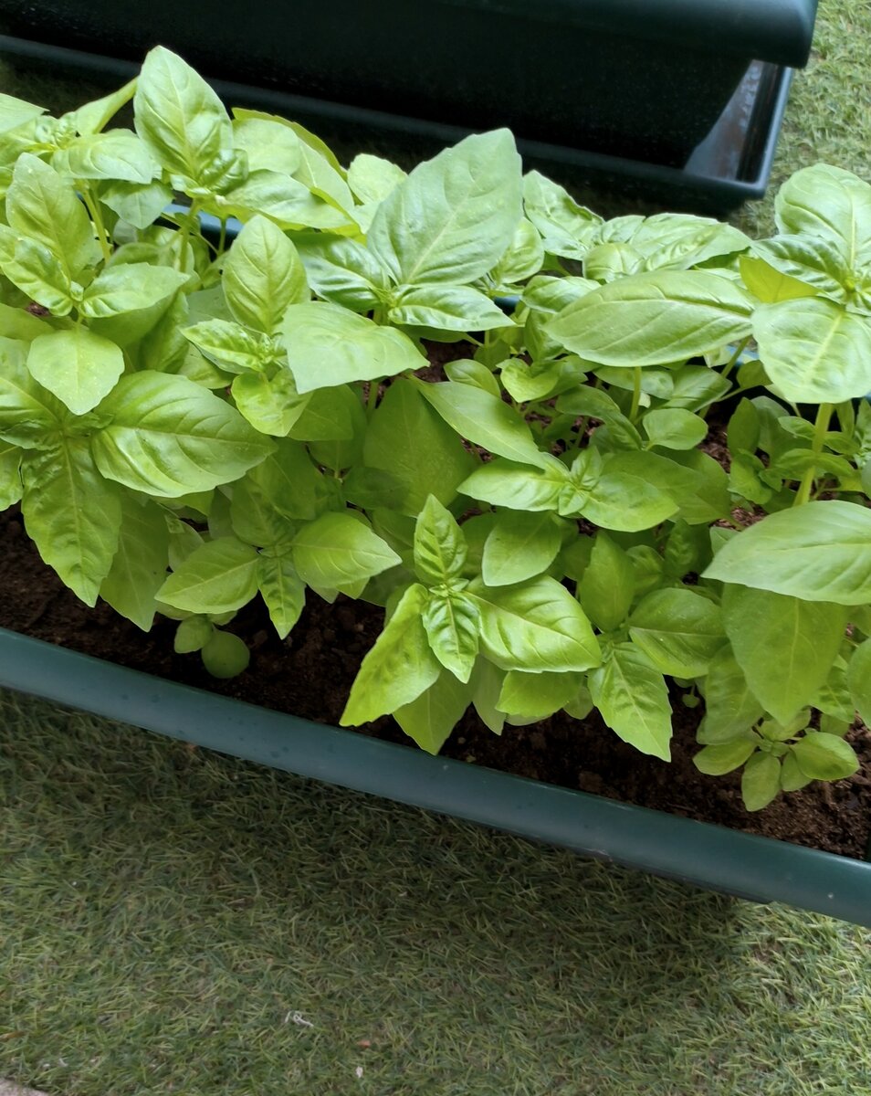 Базилик вырастила сама :)