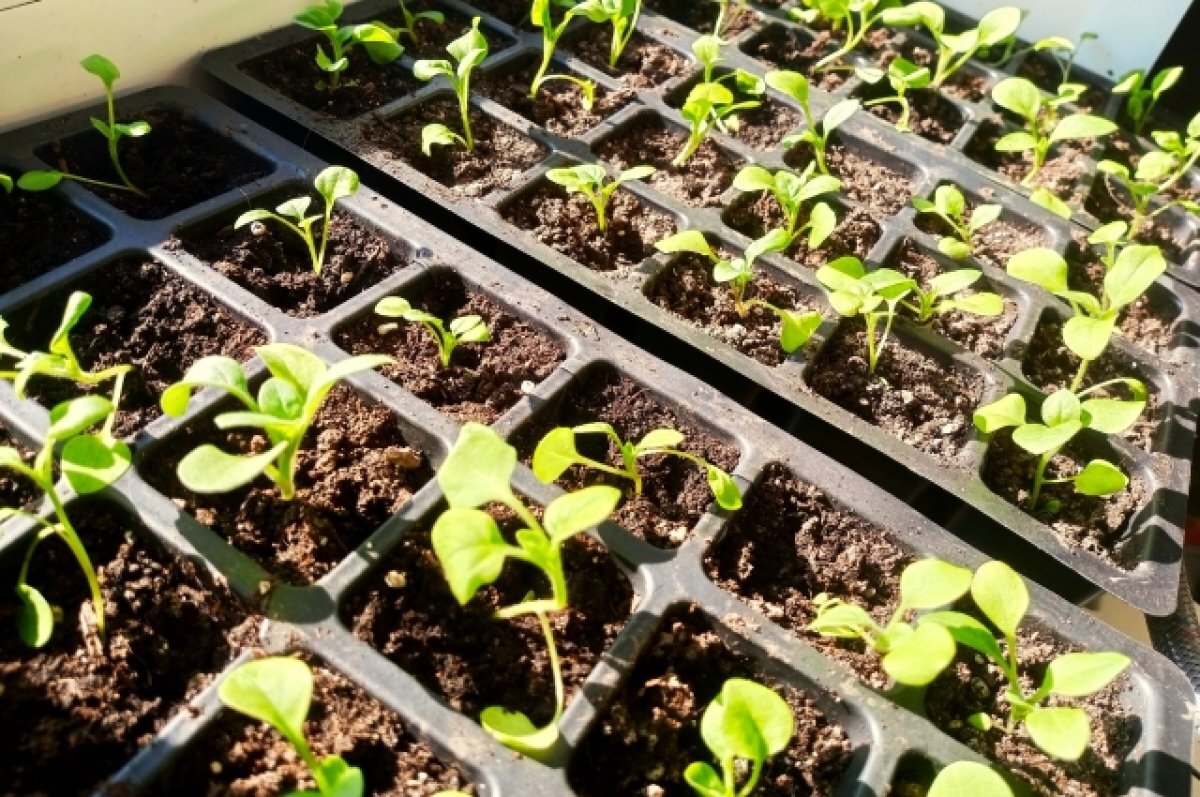    В Новосибирске агроном назвал дачникам сроки высадки рассады