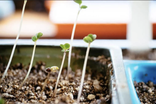    Как правильно переселить на дачу переросшую рассаду?