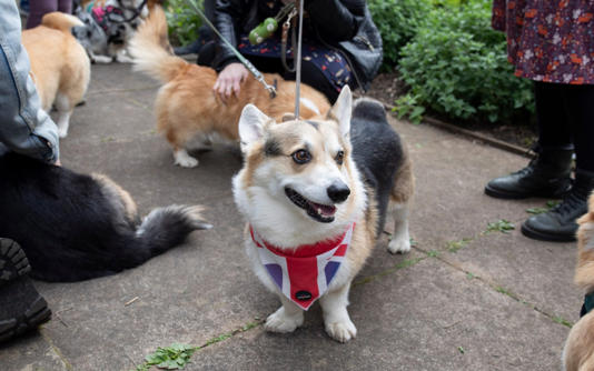 На мероприятии присутствовали корги, любимые собаки покойной королевы.