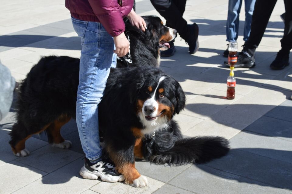    Собачий модный приговор - 2024. Источник: Екатерина Жолнерова