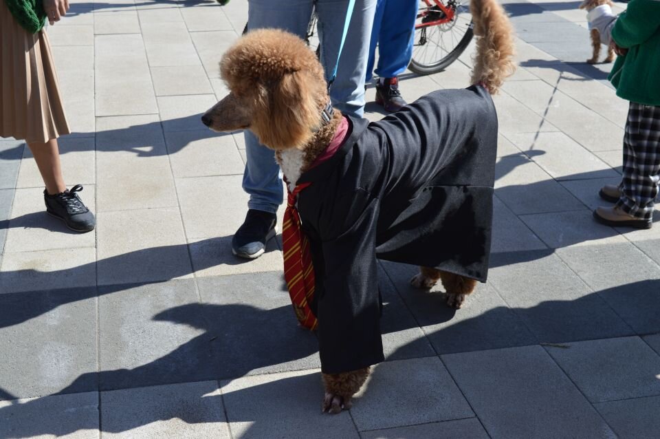    Собачий модный приговор - 2024. Источник: Екатерина Жолнерова