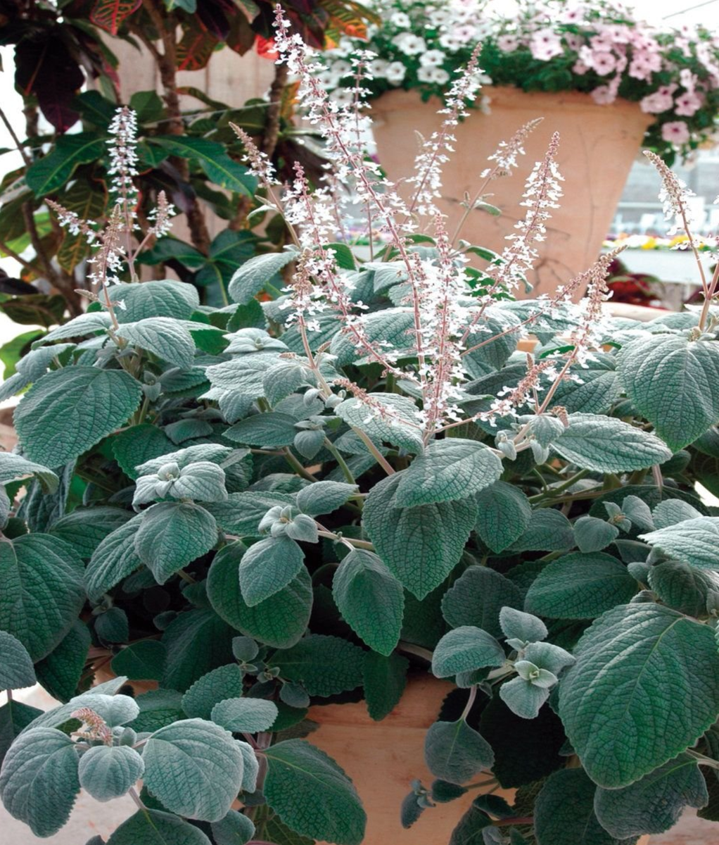 Источник фото: botanichka.ru