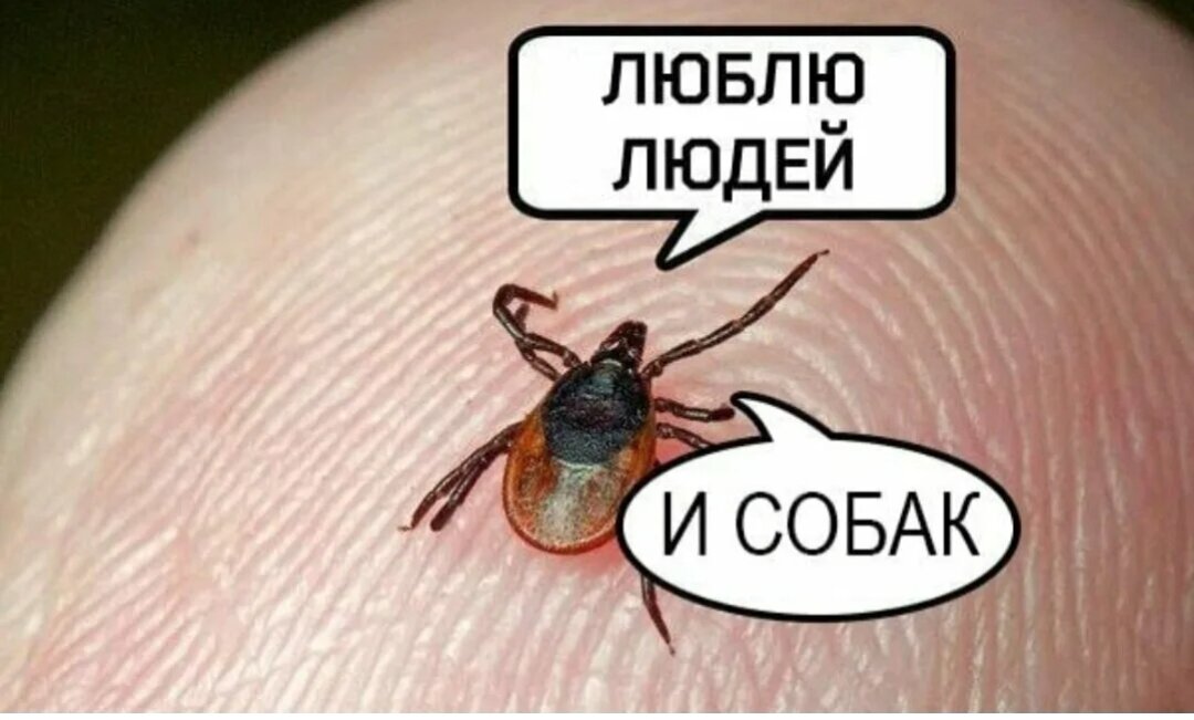 Из свободного доступа сети Интернет 