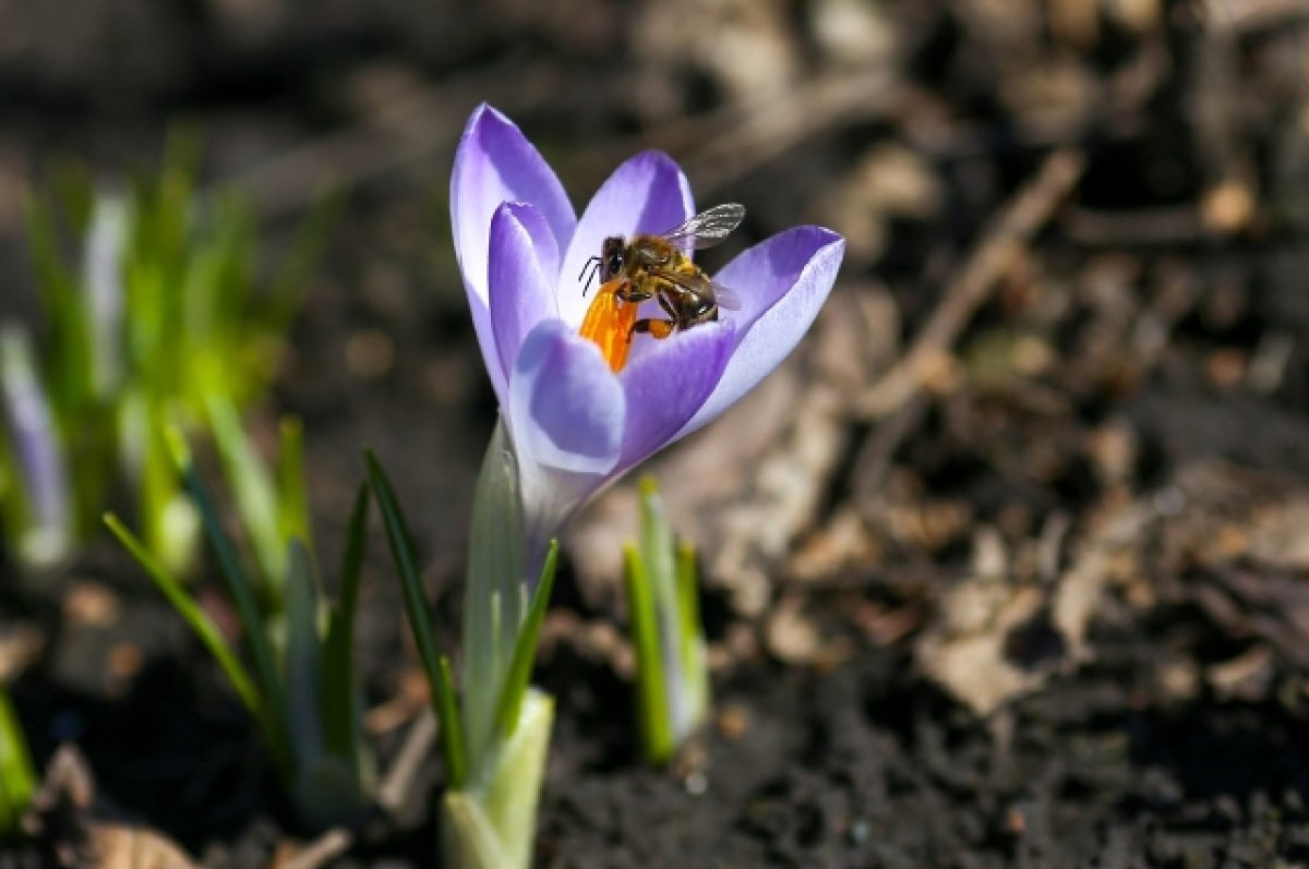    Крокусы расцвели в барнаульском зоопарке