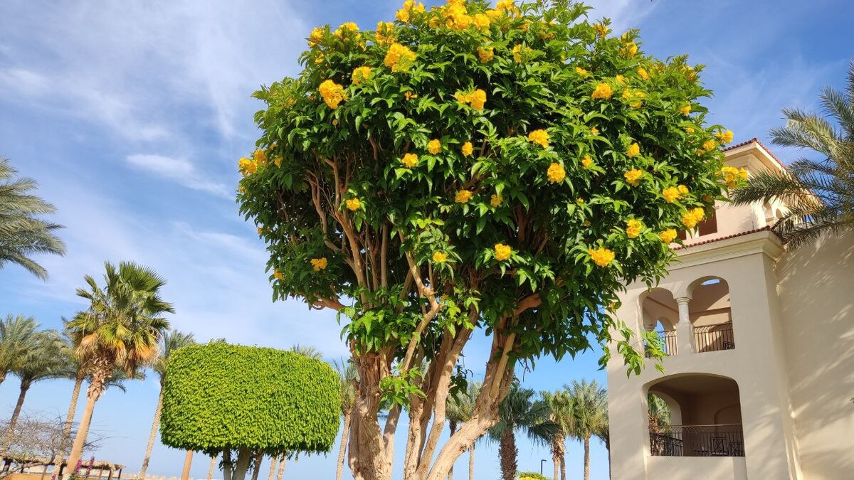 Нельзя не заметить яркое и цветущее дерево