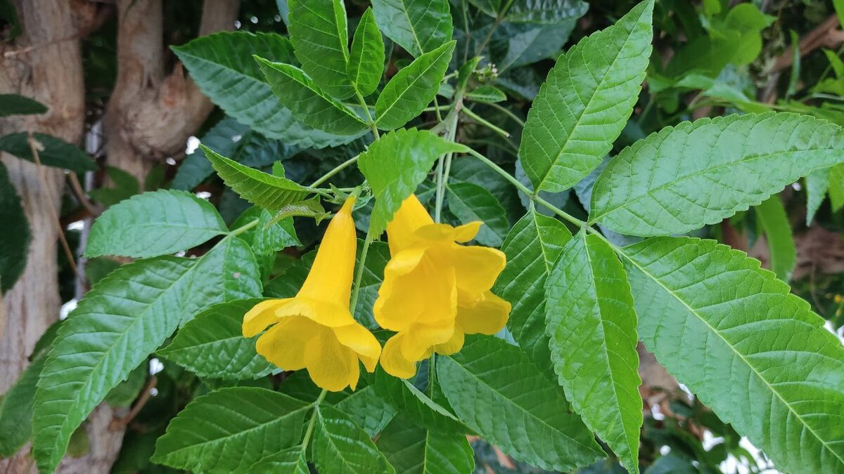 Яркие колокольчики