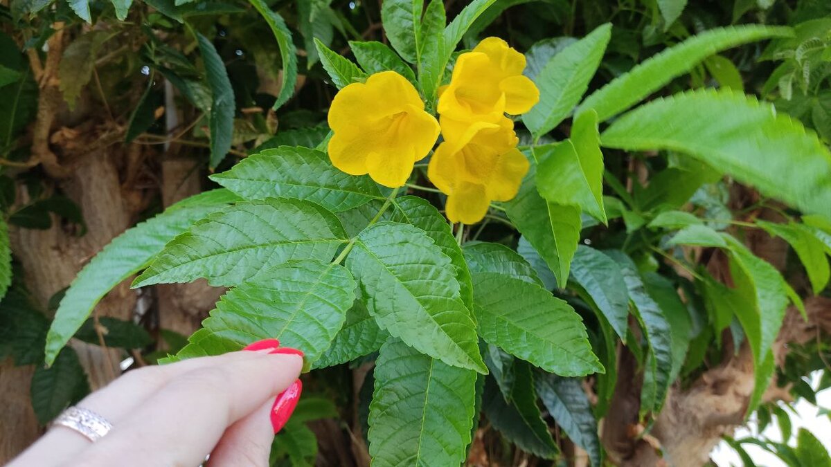 Цветение Текомы