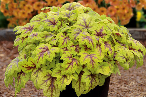 Гейхерелла Стоплайт. Источник: www.kientzler.eu/en/Heuchera-young-plants.php