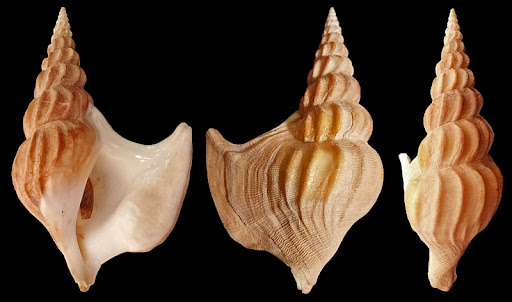 Arrhoges occidentalis (Beck, 1836)