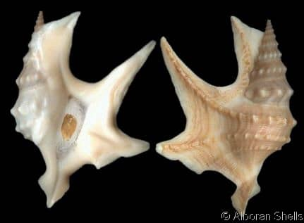 Aporrhais pespelecani Linnaeus, 1758