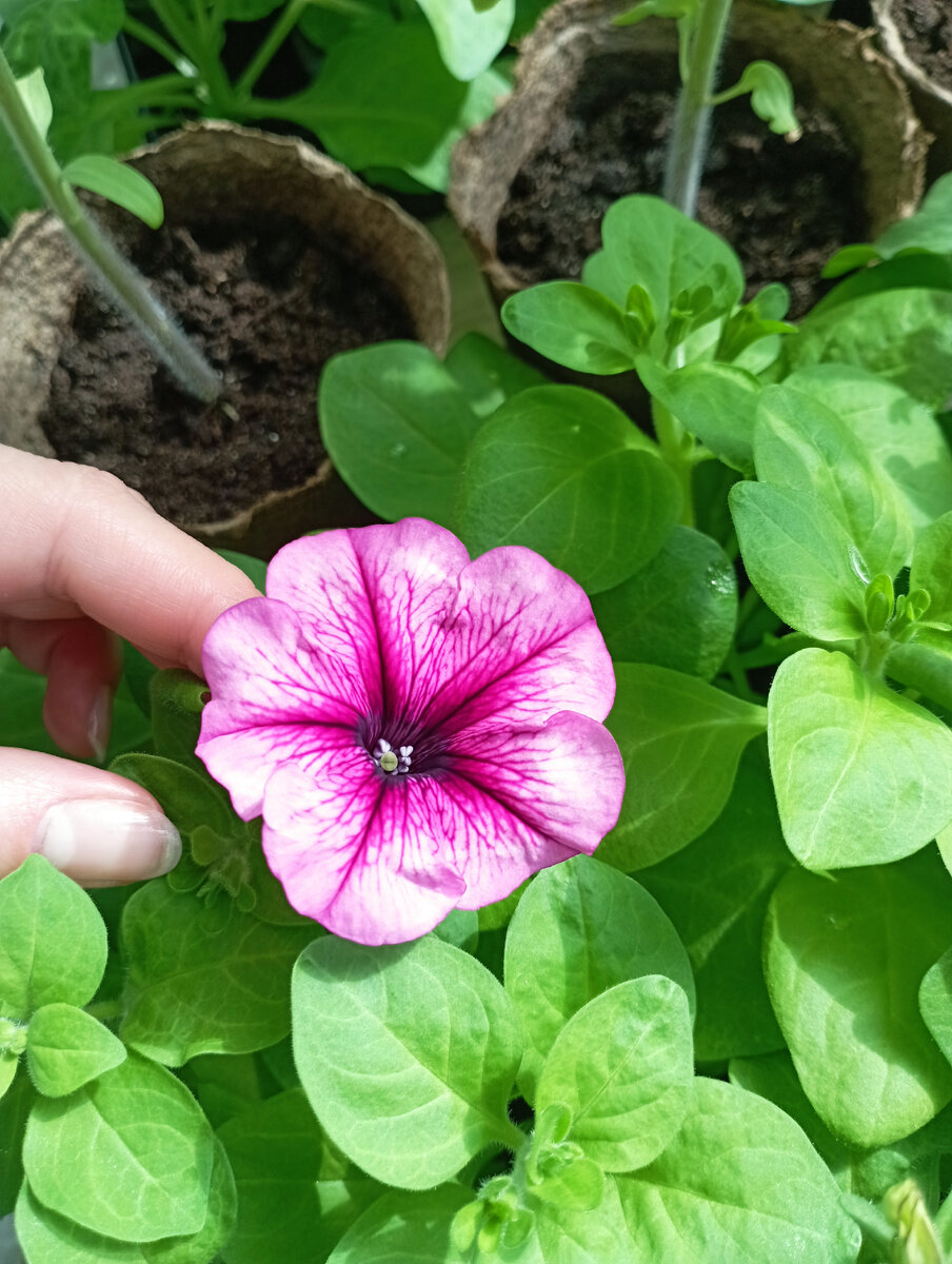 Мои петунии