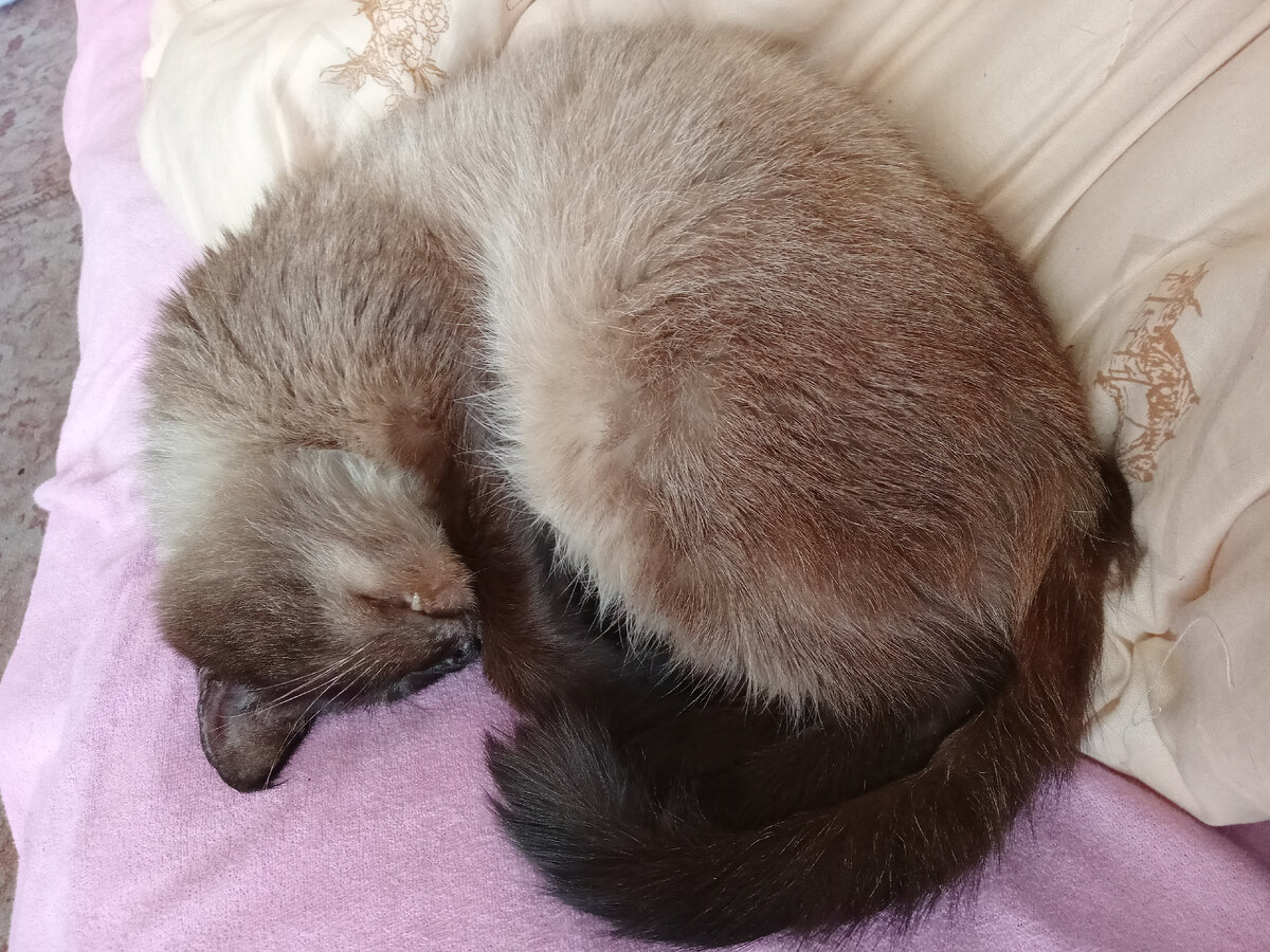 Главный яйцеед