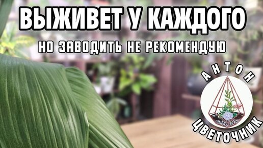 Выживет у каждого, но заводить не рекомендую: растение-проблема или наоборот?