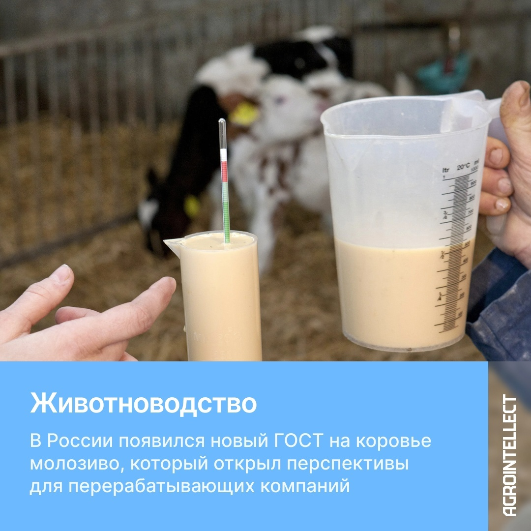 С 01 марта этого года действует новый ГОСТ Р 71167-2023 «Молозиво коровье (сырье)», контролирующий качество молозива, которое произведено в РФ или импортировано в страну.