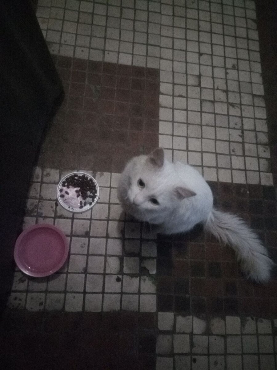 Поел, но еда - это не все, нужен дом и хозяин