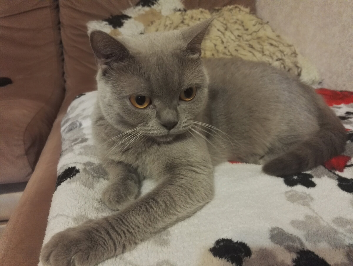 Кошка насмотрелась всякого в те дни