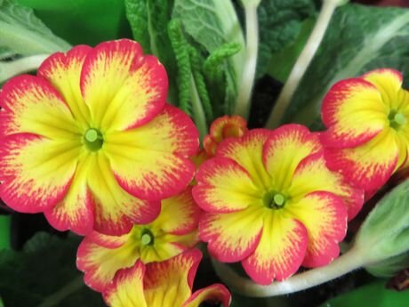 примула в доме