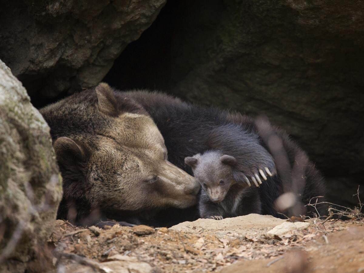 Медведица с новорождённым медвежонком в берлоге/из общедоступной сети интернет