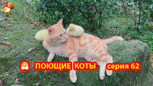 Крутые коты у птичьего двора выпуск 62 🐈‍⬛😹 Котики нарядные и голодные ❣️ Природа Абхазии и красивое подворье 🥰