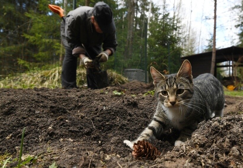 Ветеринарный врач рассказал, как подготовить кошку к  поездке на дачу. Фотография © РИА Новости. Кирилл Каллиников