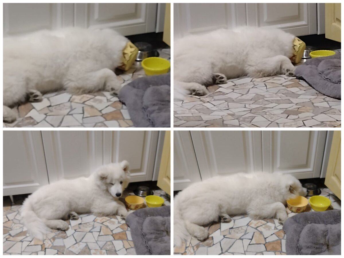 Где еда, хозяин??? 