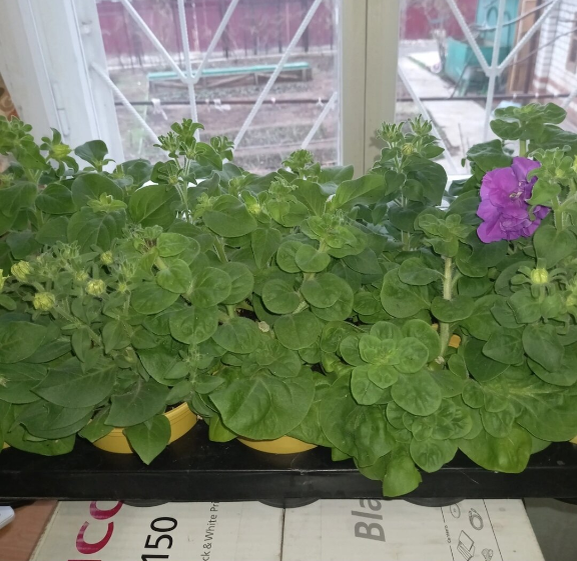 Пора высаживать