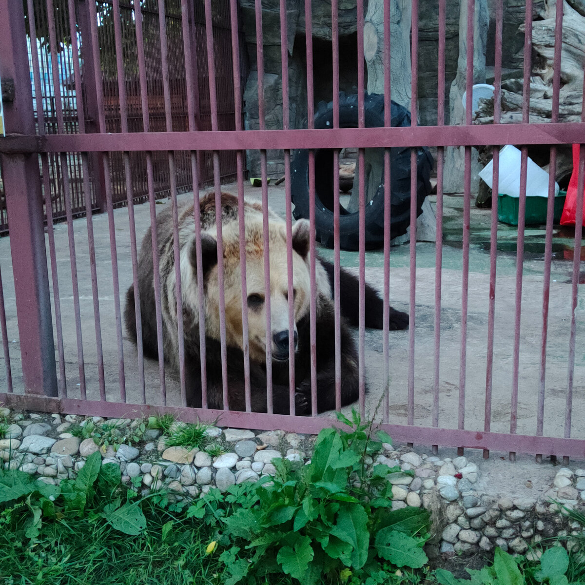 Медведь. Животные в Минском зоопарке 