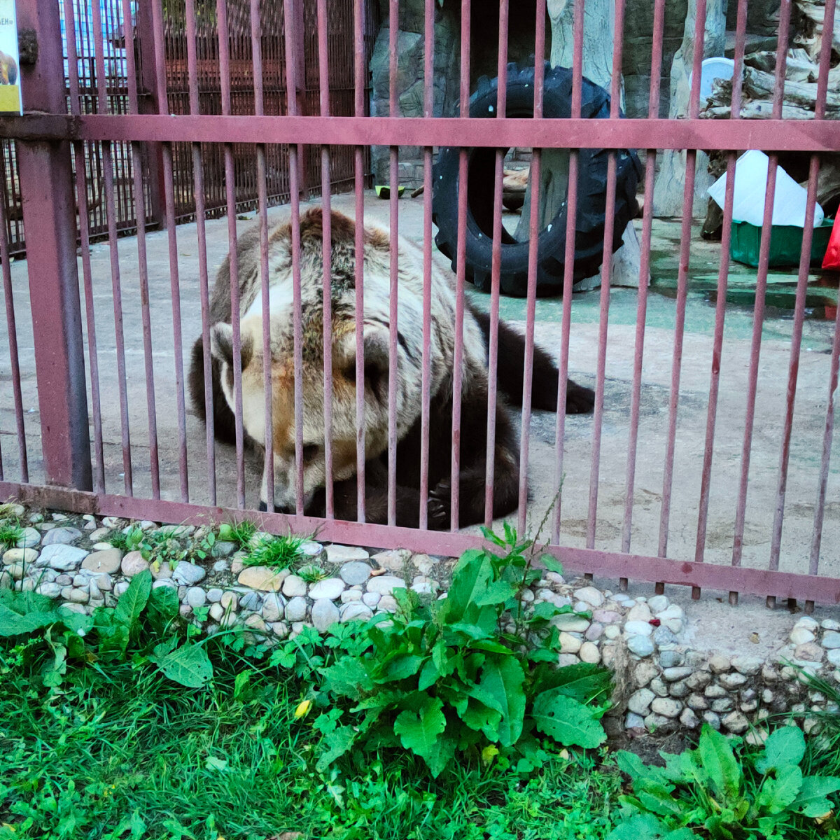 Медведь. Животные в Минском зоопарке 