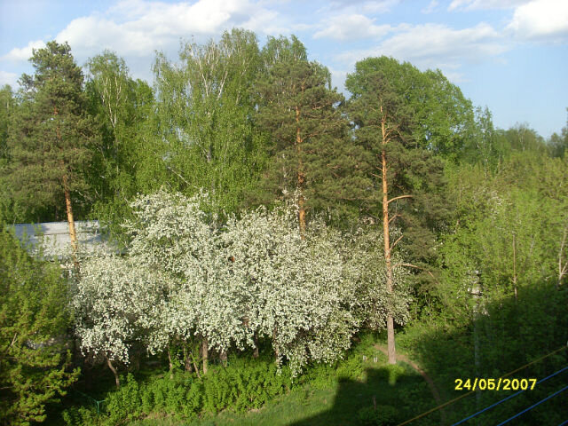 а сегодня картинка изменилась, много уже вырублено.   Фото из архива автора.