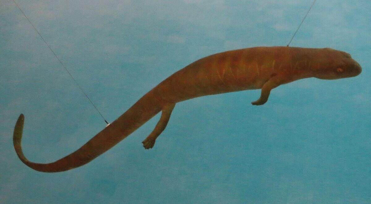 В сети существует чудовищно мало информации об этой рептилии. Это едва ли не единственная фотография Палеоплеврозавра. Связано это с крайне малым числом находок данного существа. Данное обстоятельство даёт нам возможность предполагать, что есть и другие причудливые и замечательные создания, которые пока ещё не обнаружены. Только представьте себе, сколько таких находок ещё ожидает человечество