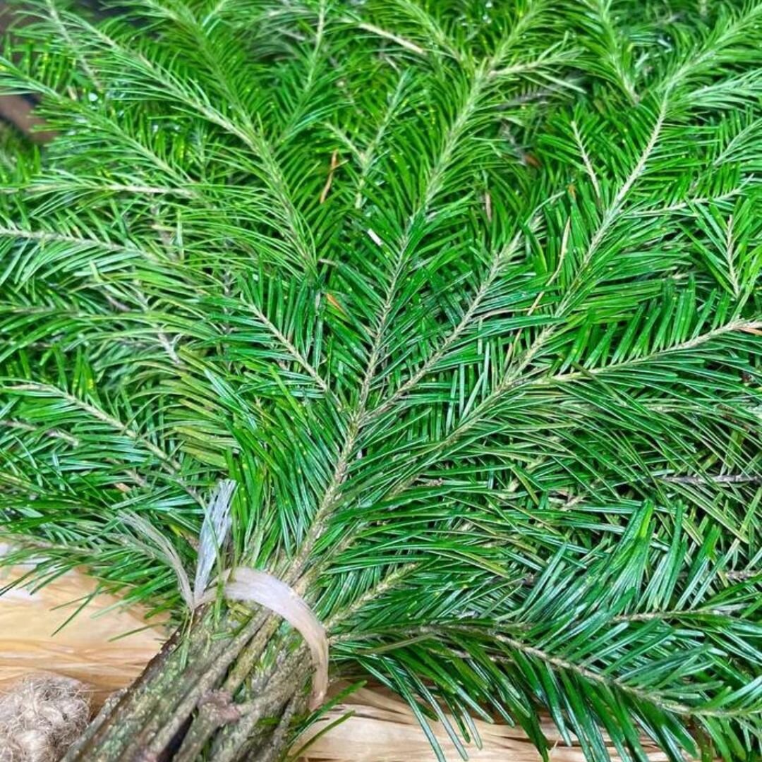 Душистая пихта, можжевельник, кедр - делают парение невероятно полезным