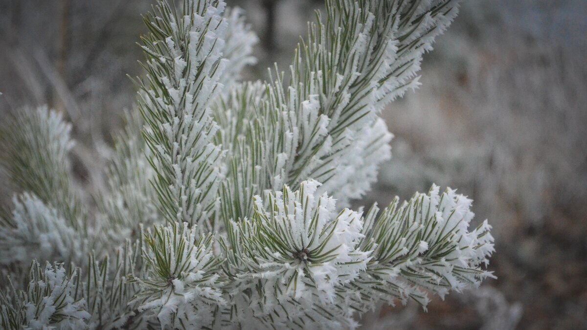     Источник: 1MI