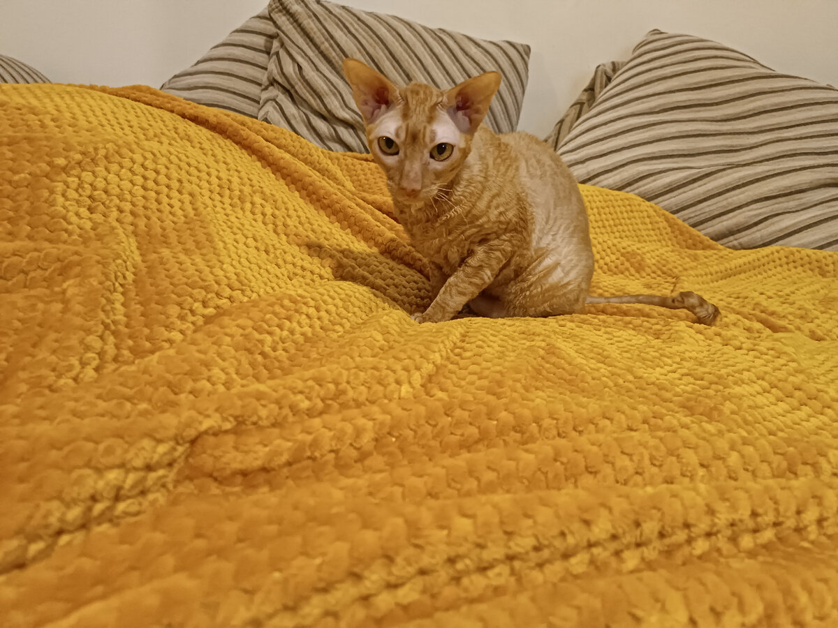 Кошка Мышка