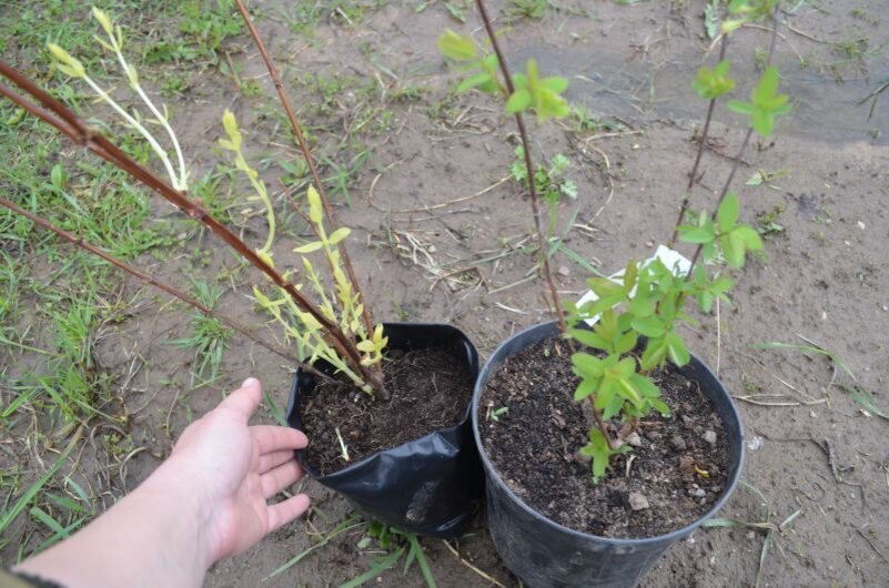 Когда можно сажать жимолость. Кизильник иволистный (Cotoneaster salicifolius Franch.). Саженцы крыжовника. Крыжовник рассада. Хмель саженцы.