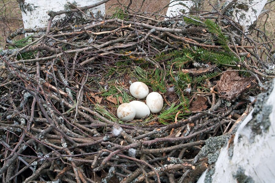 На фото: Гнездо Канюка Buteo buteo, В. Горшков