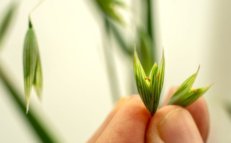    Овсяный мегапроект по селекции в сторону пищепрома создали в Австралии