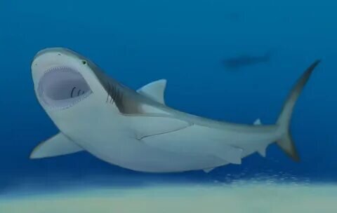 Акула была пусть и меньше Мегалодона, однако размер её был очень внушительным. по современным данным она могла достигать 5-7 метров, но есть очень убедительные сведения о том, что размер мог легко составлять и 11 метров в длину