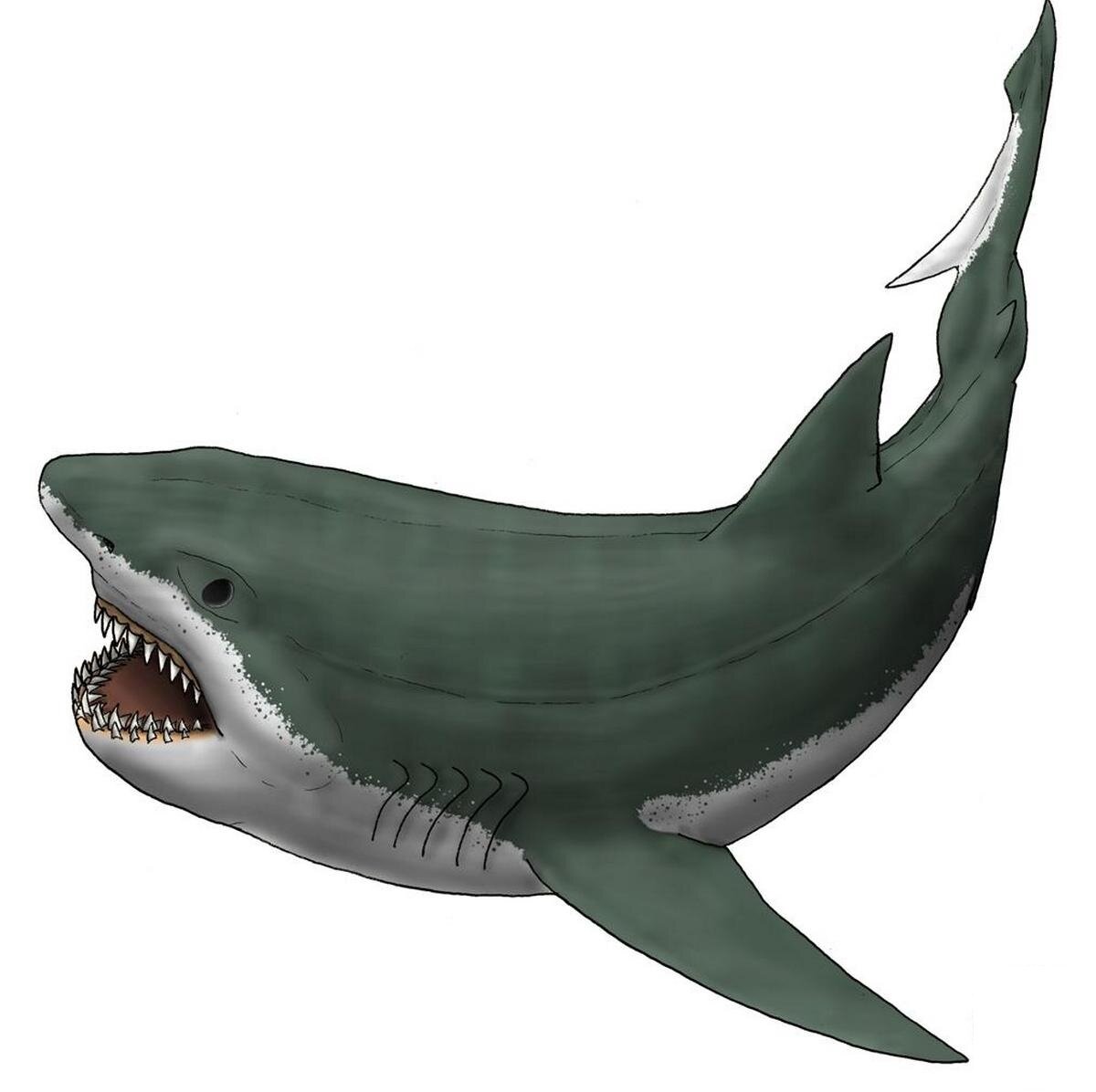 Акулы были уже во времена динозавров очень опасными хищниками, которые правили морями и океанами. И Кретод не стала исключением