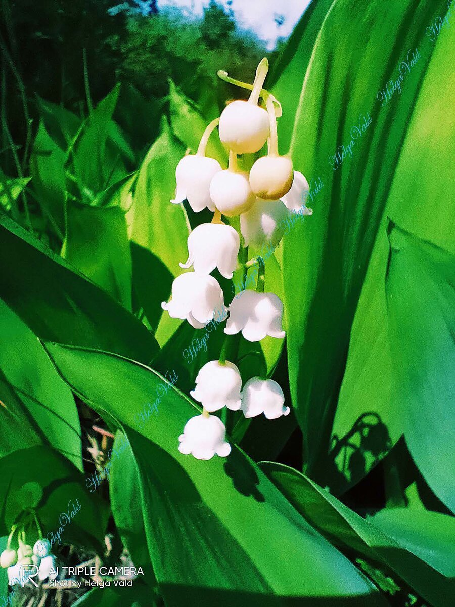 ЛАНДЫШ МАЙСКИЙ.