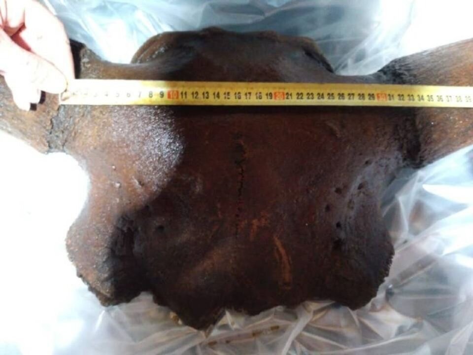    Череп древнего бизона. Источник: газета "Новый путь"