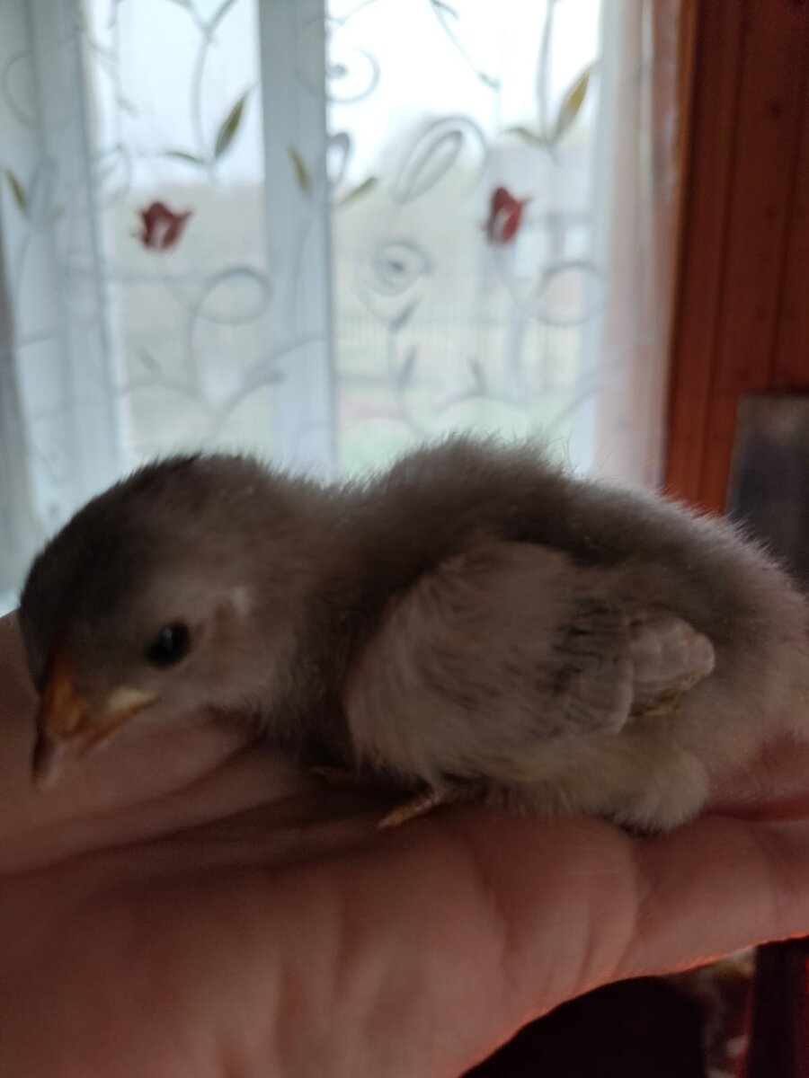 Наши новорожденные