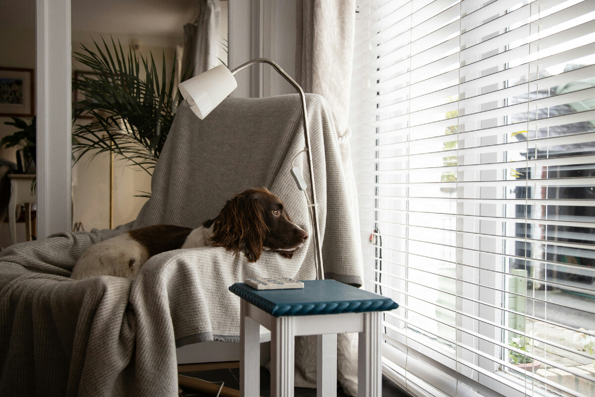 Многие собаки с удовольствием посмотрят, что там происходит в мире за окном, пока вы отдыхаете. Photo by Celyn Bowen on Unsplash