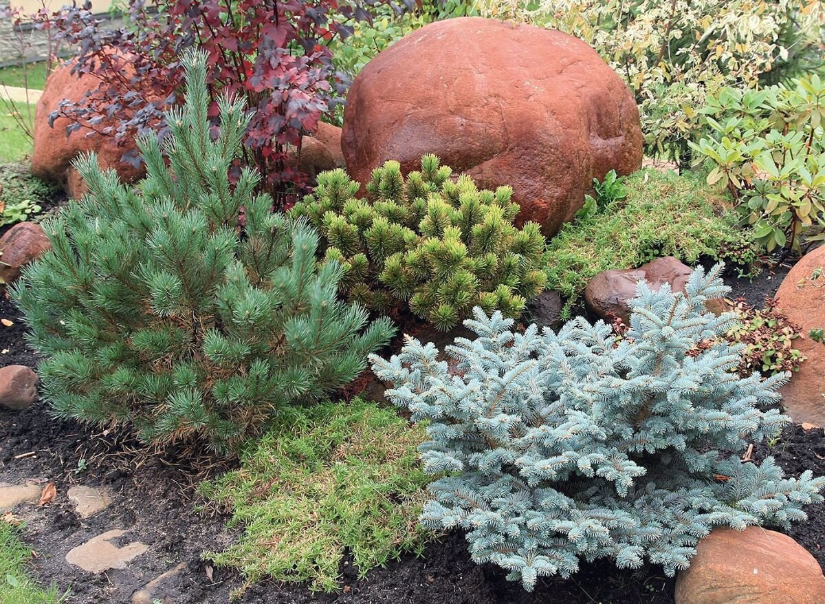    Композиция из хвойных растений