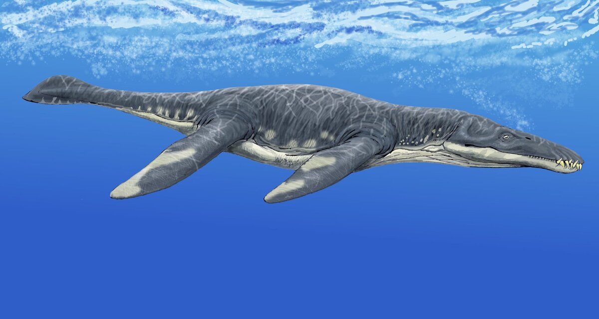 Мало кто мог бросить вызов этому монструозном хищнику. Однако меловой период был очень опасен и для Мегацефалозавра могла исходить, как от сородичей, так и от акул, мозазавров и даже рыб, вроде Ксифактина