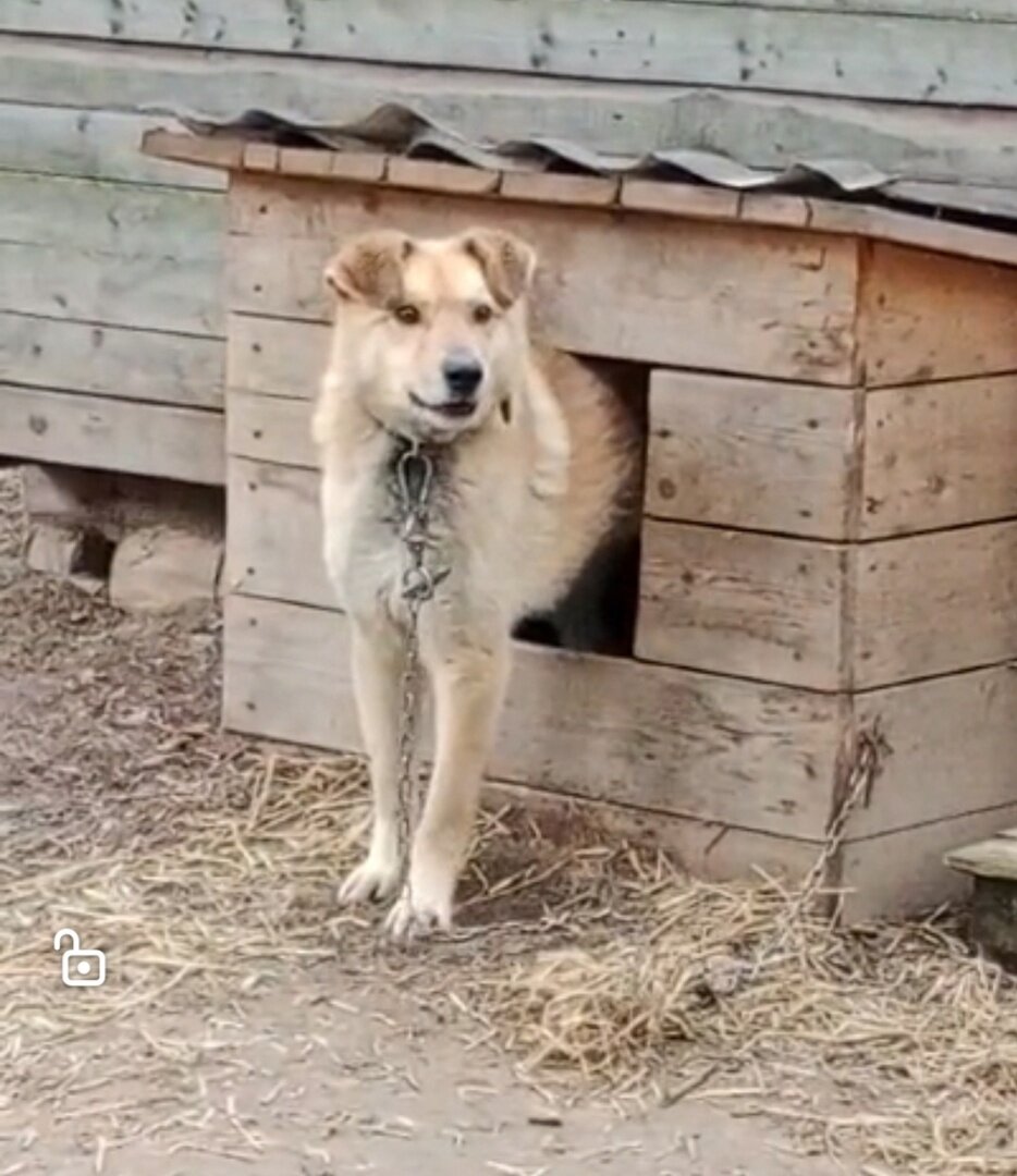 Бобик побаивается ещё, но уже привыкает