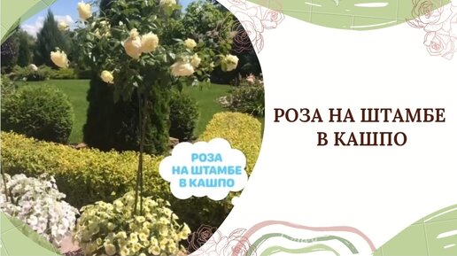 РОЗА НА ШТАМБЕ В КАШПО🌺