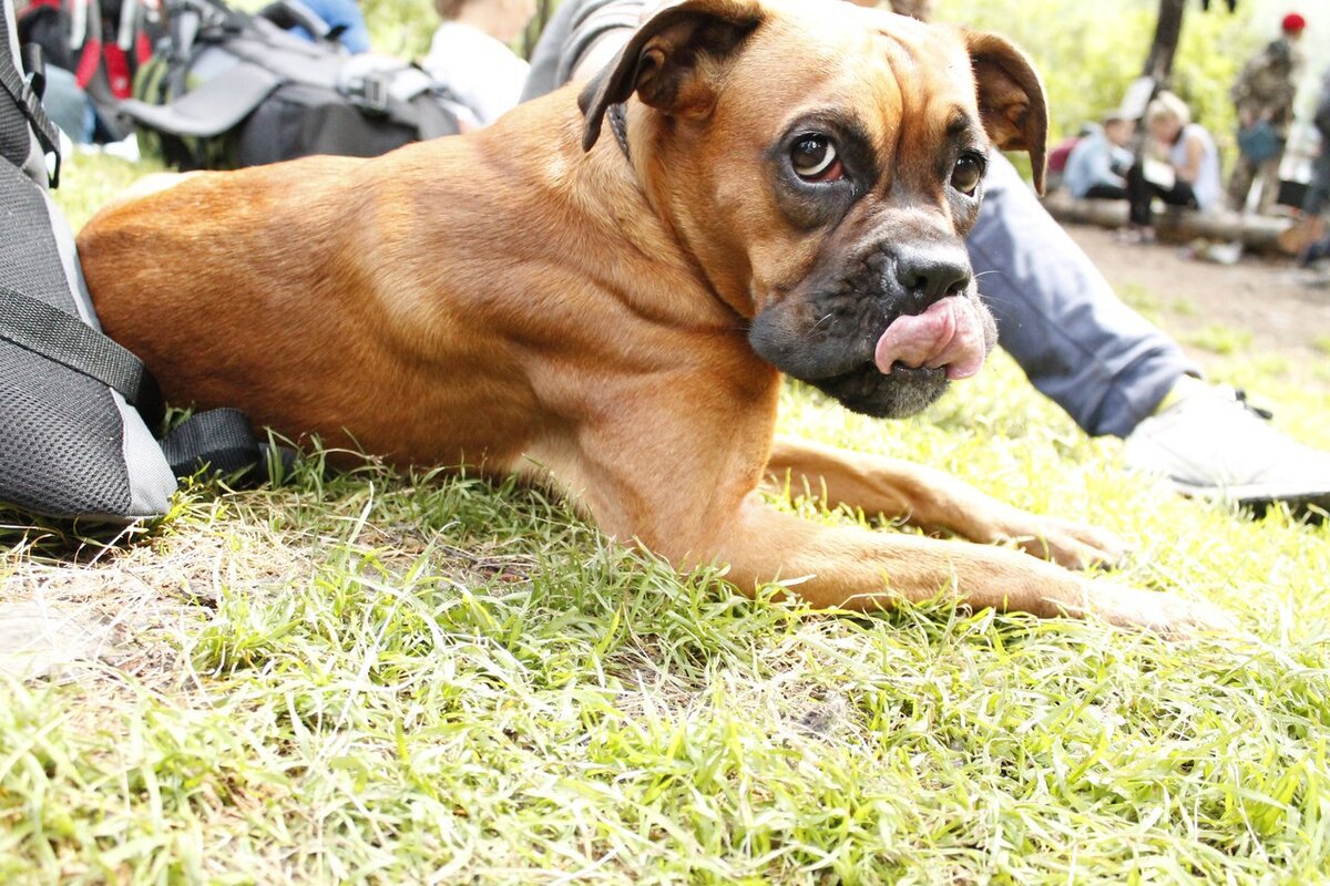 Поход в Горный Алтай, собаке 9 месяцев